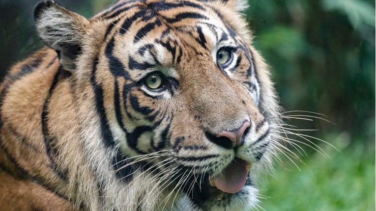 U Nepalu udvostručen broj tigrova, ugrožena je malezijska podvrsta