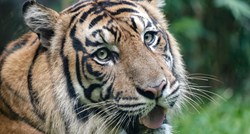 U Bangladešu ubio 70 ugroženih tigrova, policija ga tražila dvadeset godina