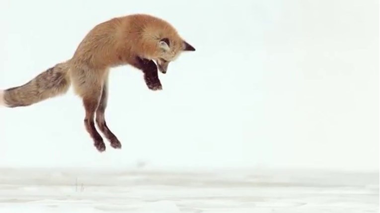 Lisice imaju poseban način lova kad je sve prekriveno snijegom. Uvjerite se sami