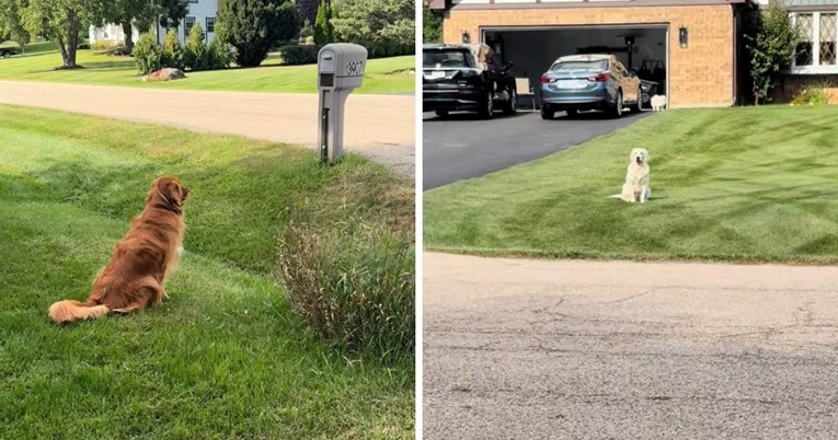 Internet je opsjednut "ljubavnom pričom" dva zlatna retrivera koja su susjedi