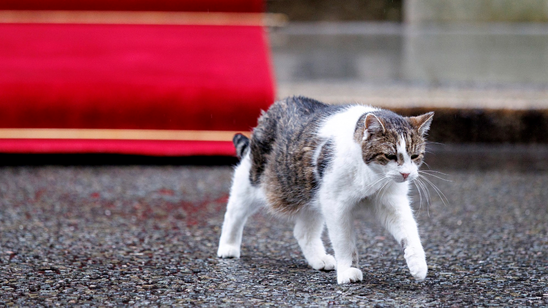 Mačak Larry slavi 15 godina u Downing Streetu