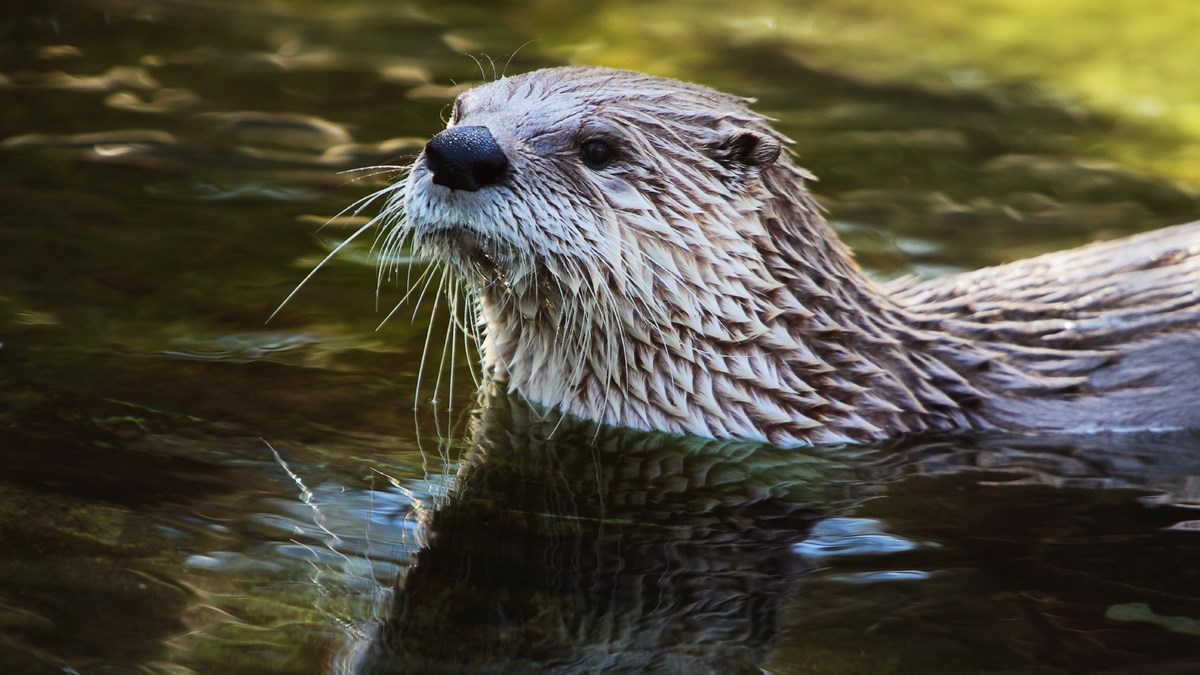 Preslatka vidra je uskočila ljudima u čamac da bi se odmorila