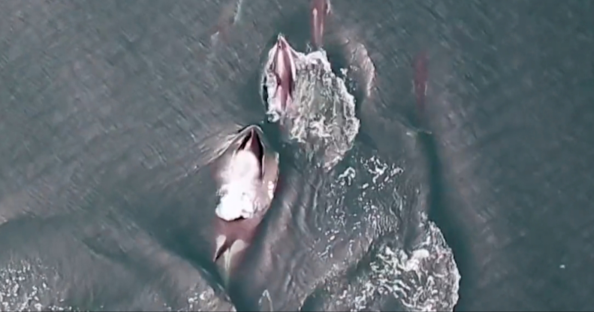 Znanstvenici otkrili zašto orke i dupini, prirodni neprijatelji, love zajedno