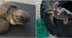 U oporavilište za morske kornjače u istom danu stigle čak dvije glavate želve