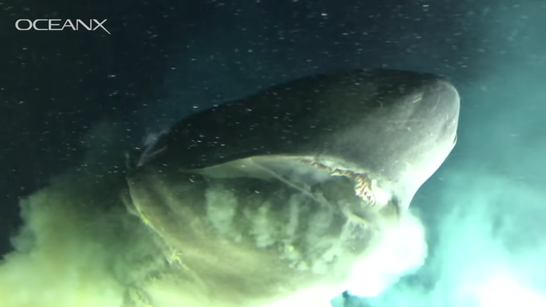 Snimka "morskog čudovišta" nastala iz podmornice prestravila internet