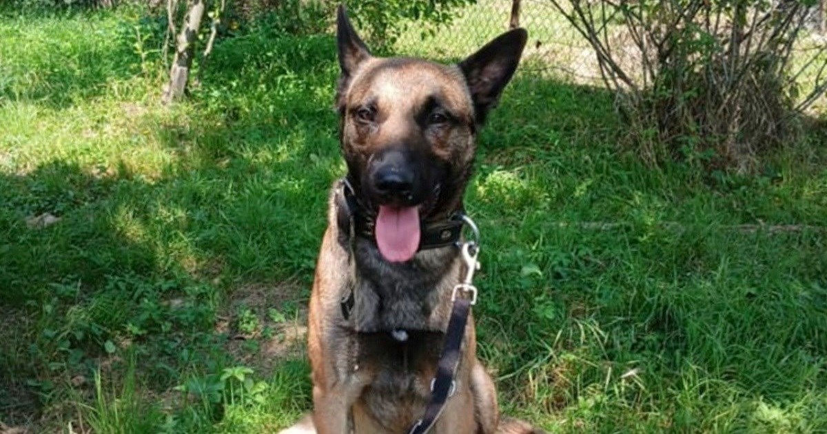 O mladom belgijskom ovčaru vlasnici više ne mogu brinuti, treba novi dom