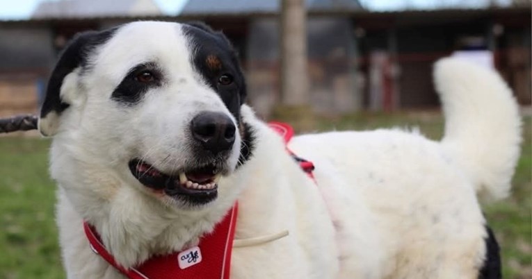 Vinnie je vraćen u sklonište jer je narastao više od očekivanog, sada traži novi dom