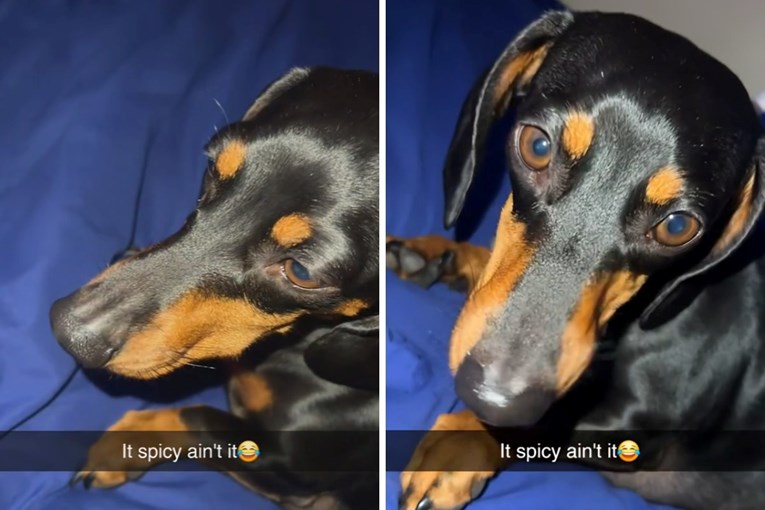 16 milijuna pregleda: Jazavčar se u tišini kaje što je probao ljutu hranu