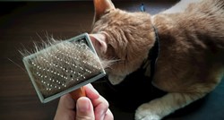 Što može uzrokovati probleme s dlakom kod mačke?