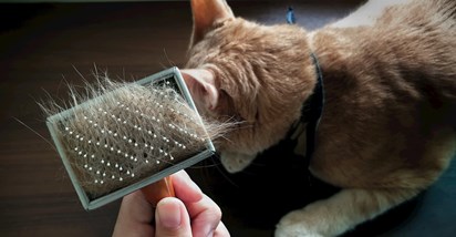 Što može uzrokovati probleme s dlakom kod mačke?