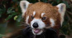 Crvena panda pobjegla iz ZOO-a u Njemačkoj, intervenirali vatrogasci