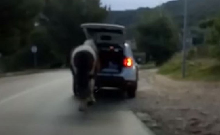 VIDEO Nije mogao vjerovati sceni s ceste na Lošinju pa ju je odlučio snimiti