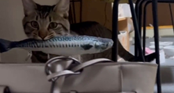 VIDEO Preslatka maca svojoj vlasnici u torbu ubacila poklon