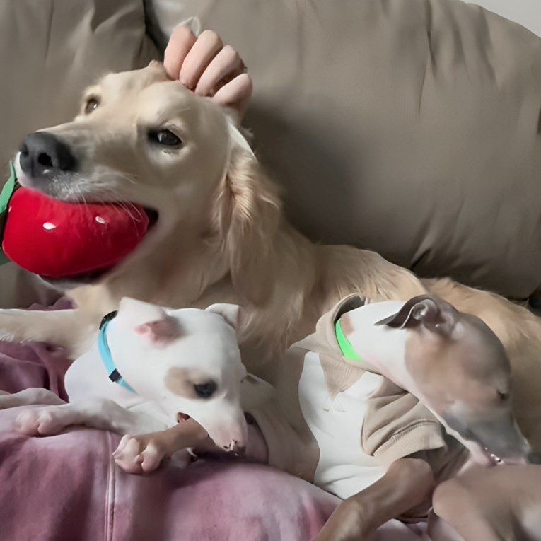 Zlatna retriverica je izgubila štence, ali priča je ipak dobila sretan kraj