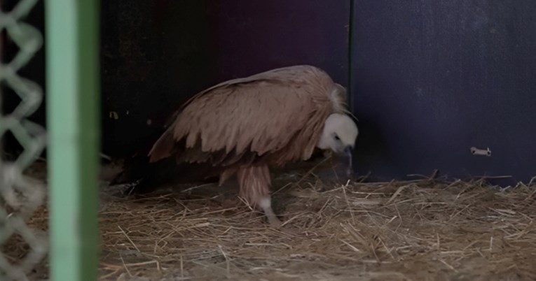 VIDEO Bjeloglavi sup zalutao u Zagreb, sada se oporavlja u Zoološkom vrtu