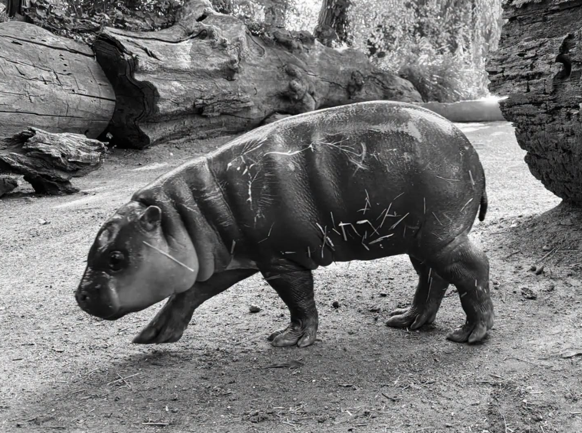 Uginulo mladunče patuljastog vodenkonja u zagrebačkom ZOO-u; udruga traži istragu