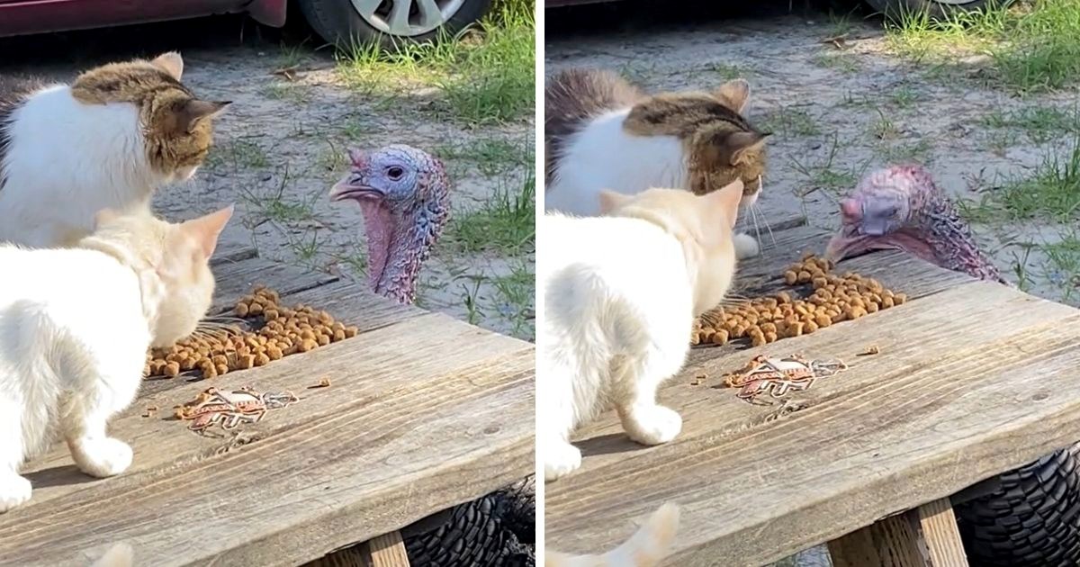Mačka je jednim udarcem pokazala puranu zašto je loša ideja krasti joj večeru