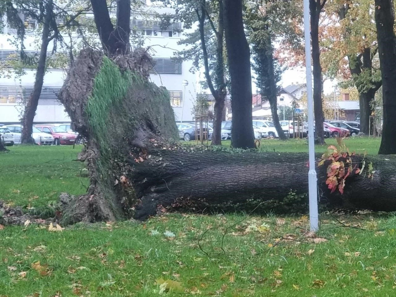 U Međimurju vjetar čupao stabla, u Slavoniji tisuće bez struje. Pogledajte Sisak