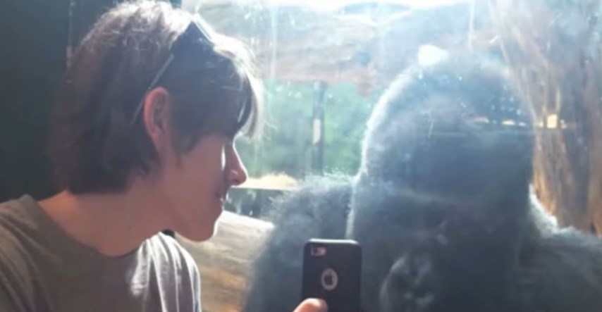 Mužjak gorile se navukao na ekran mobitela. ZOO: To mu može usporiti razvoj