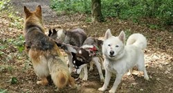 Azil objavio fotografije: Netko je u Zagrebu u šumi ostavio četiri psa vezana za drvo