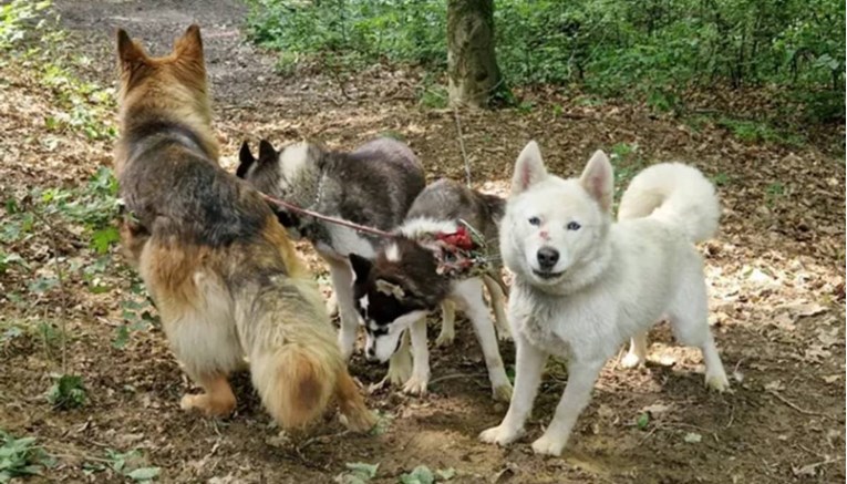 Azil objavio fotografije: Netko je u Zagrebu u šumi ostavio četiri psa vezana za drvo