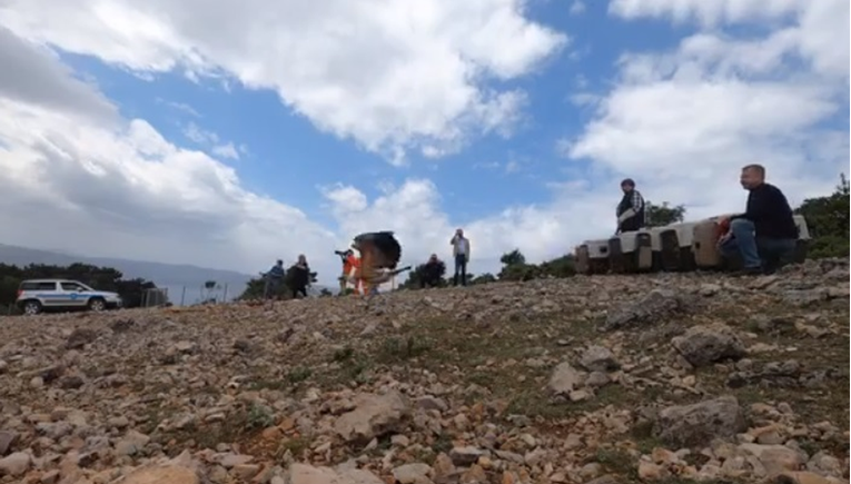 Ten young griffon vultures released into the wild on Cres, check the video