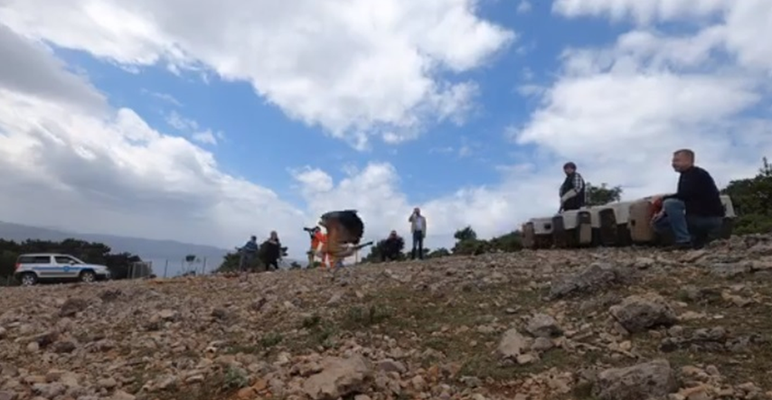 Ten young griffon vultures released into the wild on Cres, check the video