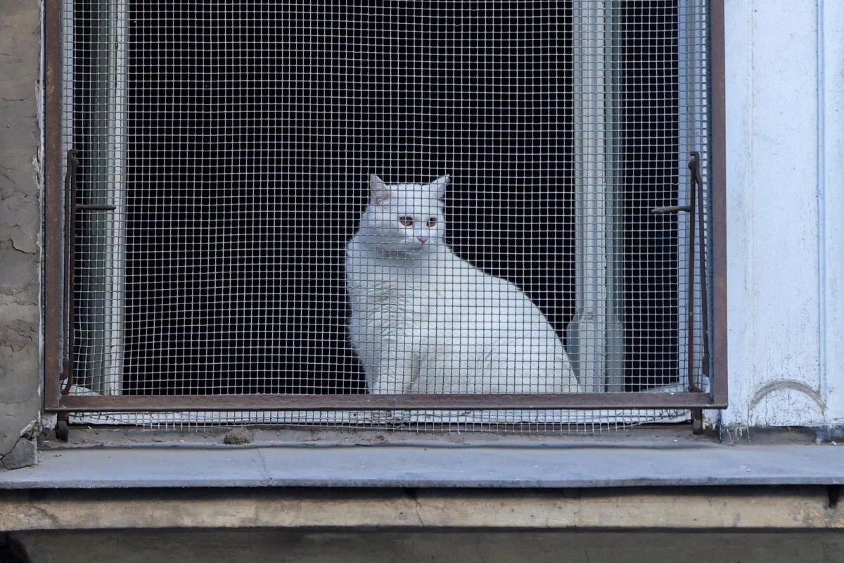 FOTO Znatiželjni bijeli mačak iza mreže sanja o šetnji gradom