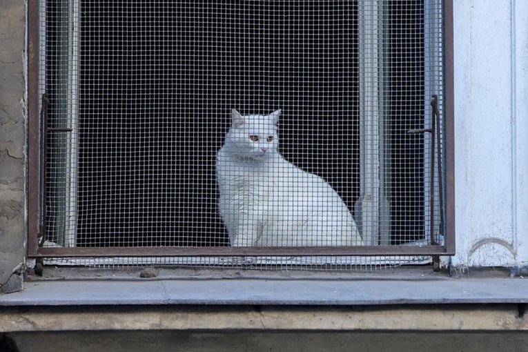 FOTO Znatiželjni bijeli mačak iza mreže sanja o šetnji gradom
