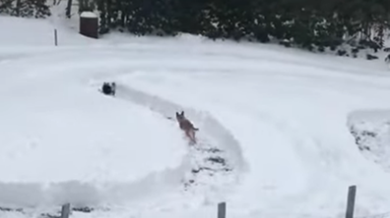 Vlasnica psima napravila stazu za utrku u snijegu, nisu mogli skriti oduševljenje