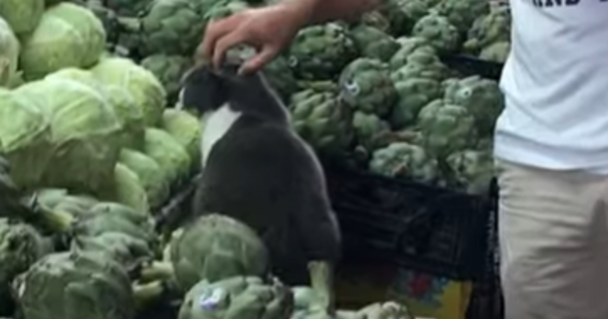 Snimio je prečudan prizor u dućanu, a glavni akter je, naravno, mačka