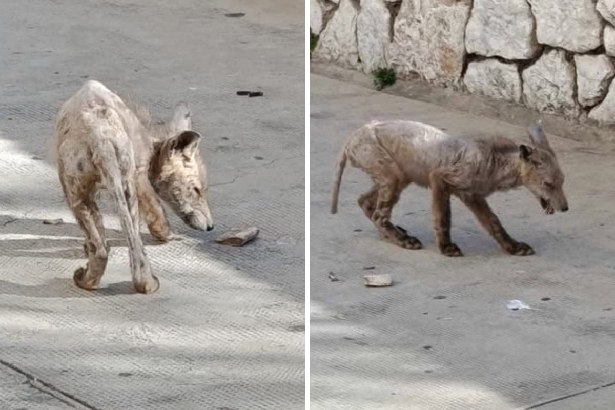 U Šibeniku snimili bolesnu životinju. Udruga: Tu je već 2 mjeseca, Grad je rekao pomoći