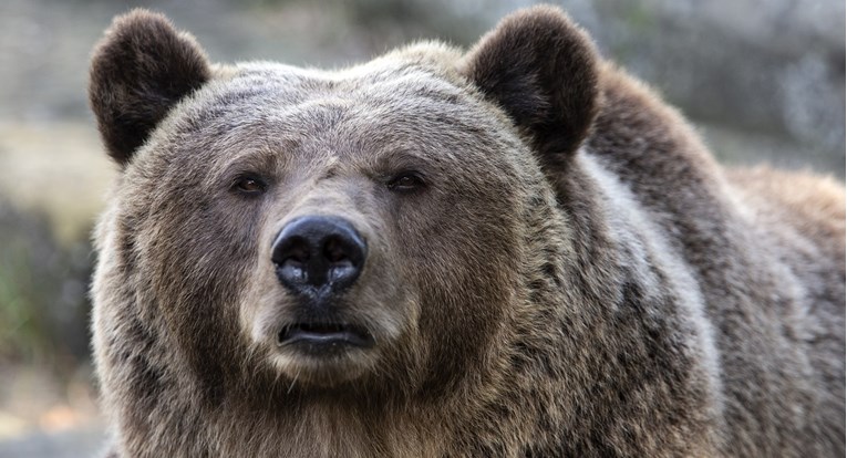 Medvjed napao berača gljiva na sjeveru Italije