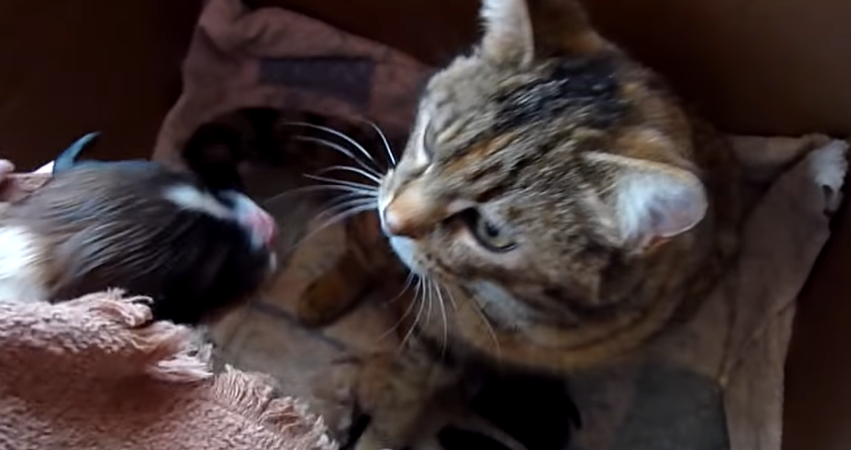 Štene odbacila majka, pogledajte kako je mama maca reagirala na njega