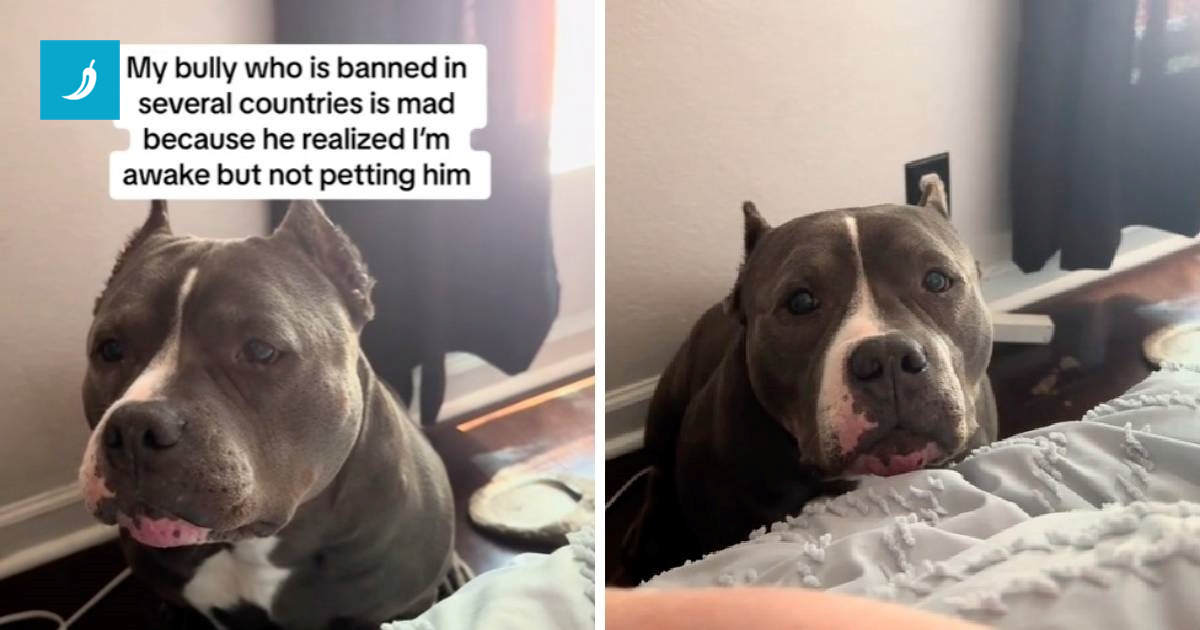 Vlasnik odbio pomaziti svog psa, njegova reakcija je sve