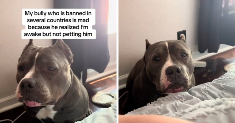 Vlasnik odbio pomaziti svog psa, njegova reakcija je sve