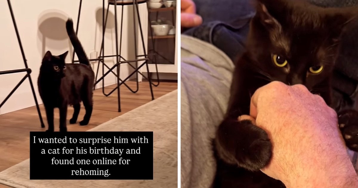 Htjela je suprugu darovati mačku za rođendan: Dobio ih je sedam