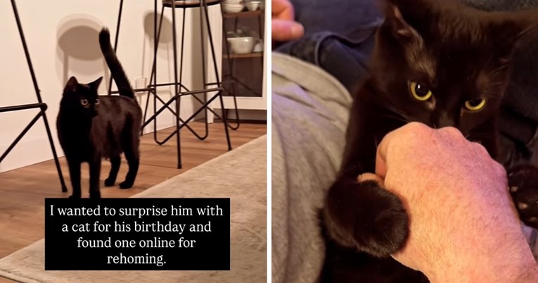 Htjela je suprugu darovati mačku za rođendan: Dobio ih je sedam