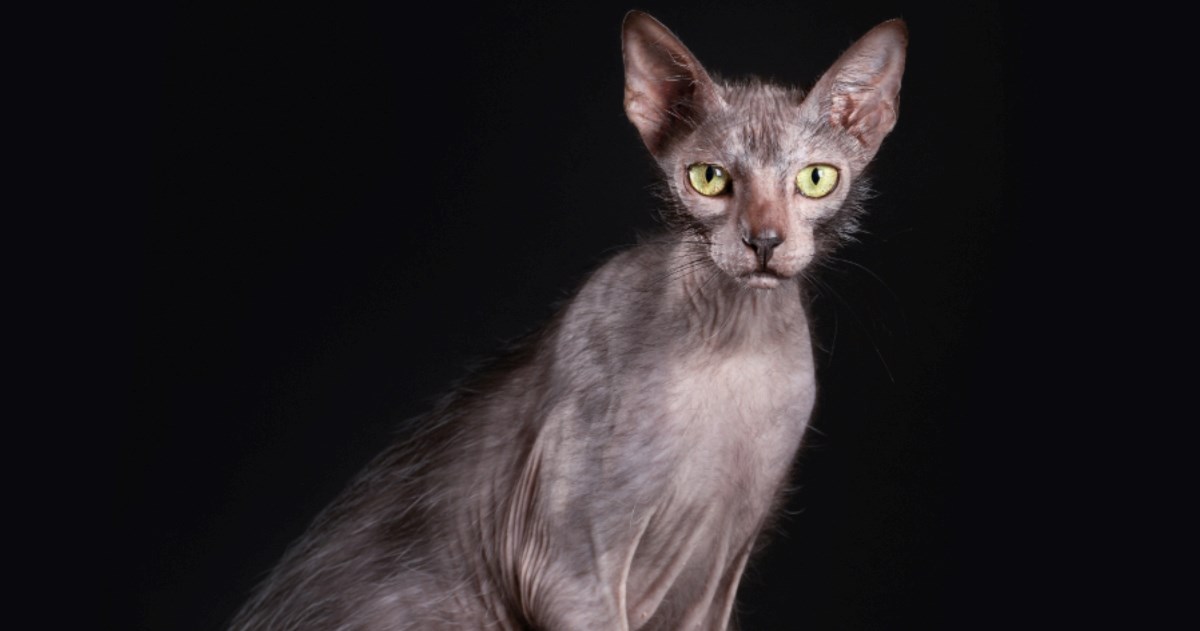 Za vikend će se u Zagrebu održati Međunarodna izložba mačaka, stiže i mačka vukodlak