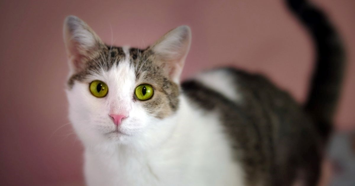 Rocky već tri godine traži dom, jedina je preživjela iz svog legla