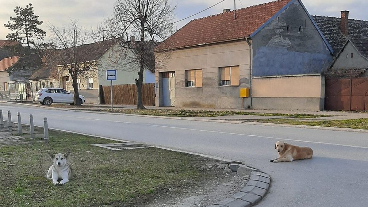 Zakon je dobar, no nitko ga ne provodi. Ulice su pune napuštenih ljubimaca
