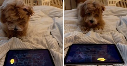 12 mil. pregleda: Pas prvi put igrao videoigru na tabletu, pogledajte kako se ponašao