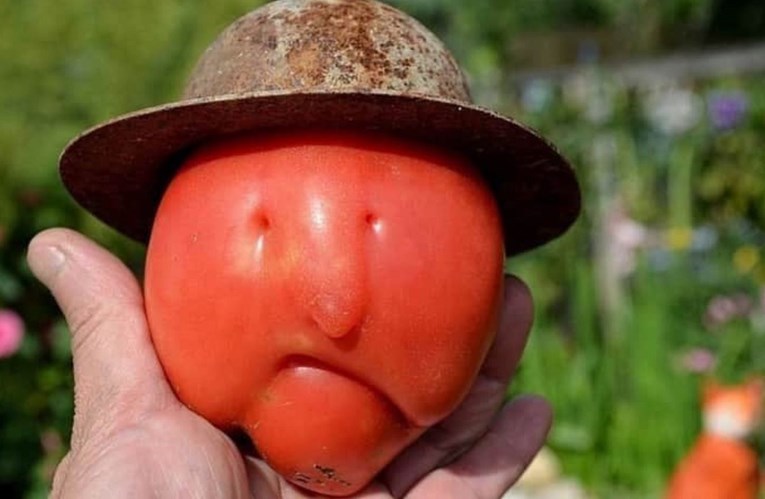 Fotografija rajčice postala hit, vidite li na koga sliči?