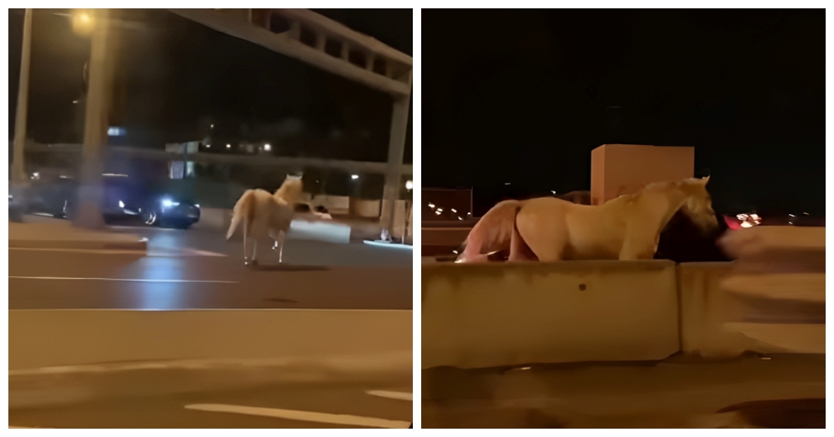 VIDEO Bijeli konj galopirao Beogradom, ljudi pišu: A princ se izgubio?