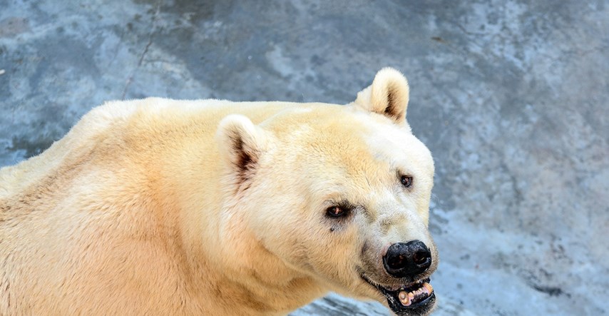 Polarni medvjedi siju strah po ruskom otočju. Proglašeno izvanredno stanje