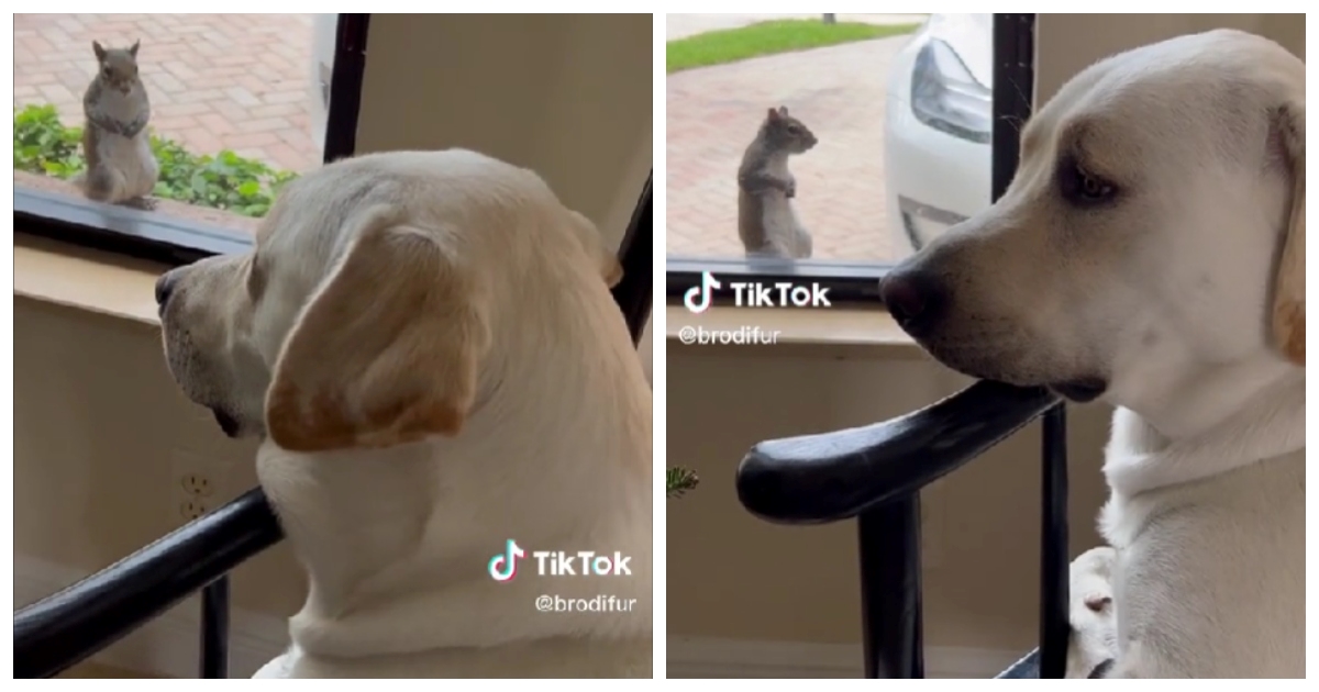 Prava ljubav: Labrador i vjeverica provode sate promatrajući jedno drugo kroz prozor