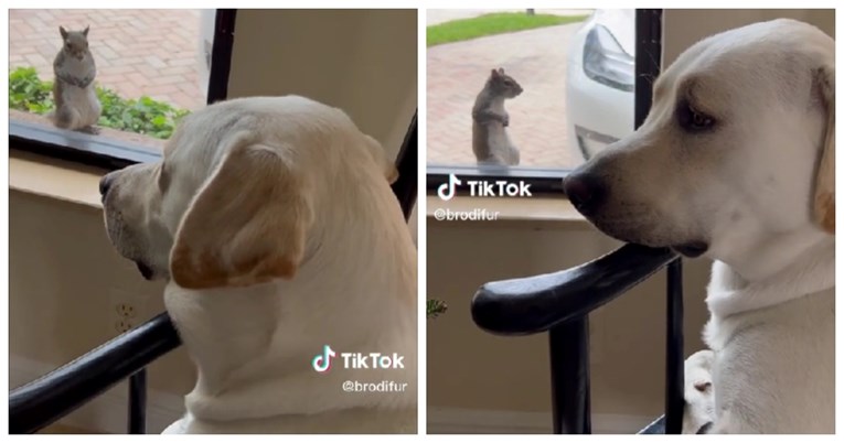  Prava ljubav: Labrador i vjeverica provode sate promatrajući jedno drugo kroz prozor