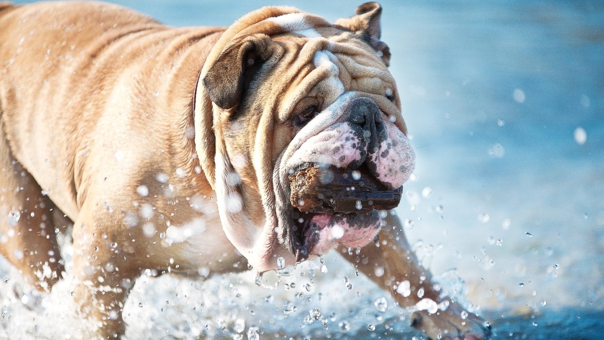 Ove životinje su spremne za mokre avanture