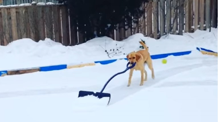 Ova labradorica čisti snijeg bolje nego vaši susjedi