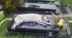 Pas je više od sedam godina svake noći spavao na grobu svog preminulog vlasnika